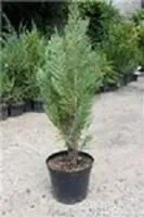 Саджанці Кипарисовик Лавсона Вайт Спот